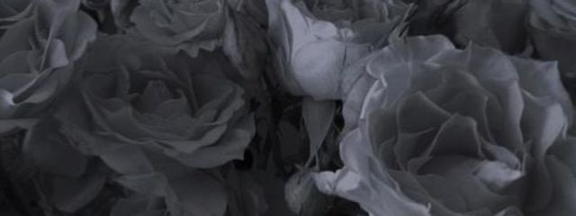 狐森さんの壁紙画像