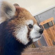 レッサーパンダさんのアイコン画像