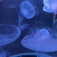 霧雨 詩怍さんのアイコン画像