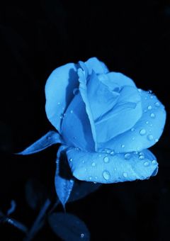 犬になれる系女子、拾われました