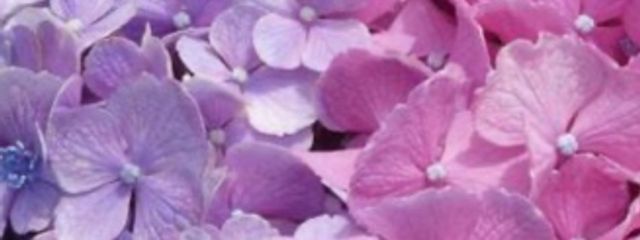 四 葩      _   よ ひ ら（  低 浮 上   ）さんの壁紙画像