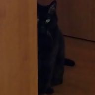猫さんのアイコン画像