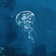 白月🪼さんのアイコン画像