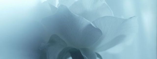 ayakaさんの壁紙画像
