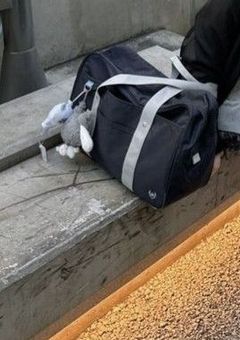 カ オ ス な 学 園 生 活  ,    