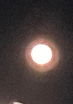 __ は 嘘つき 。