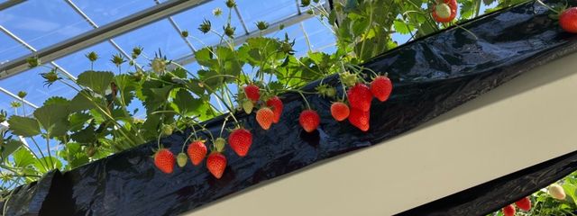 于 飴 # 低浮上さんの壁紙画像