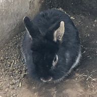 ぽぽさんのアイコン画像