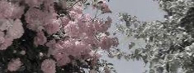 ライスさんの壁紙画像