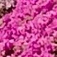 やまゆわさんのアイコン画像