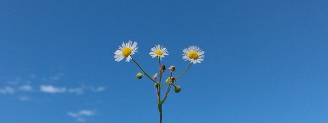 あかりんとうさんの壁紙画像