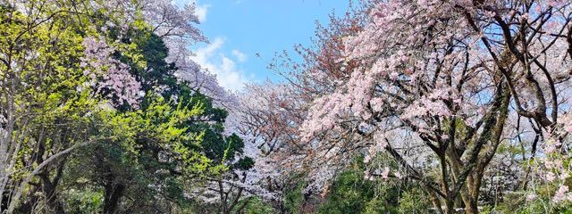 ナツさんの壁紙画像