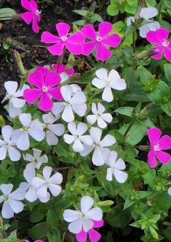 シレネの花束を持つ貴方へ