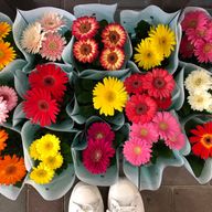 すず🐑🧩さんのアイコン画像