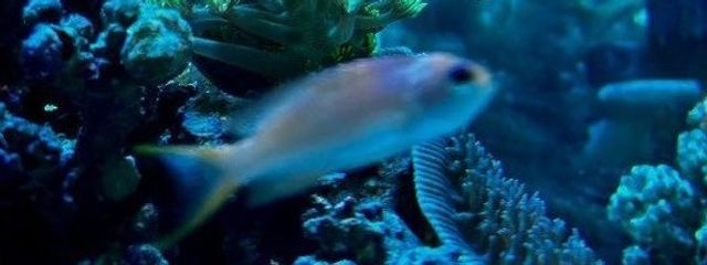 √　もうそろ復活さんの壁紙画像