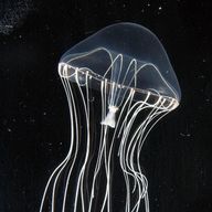 hinamiさんのアイコン画像