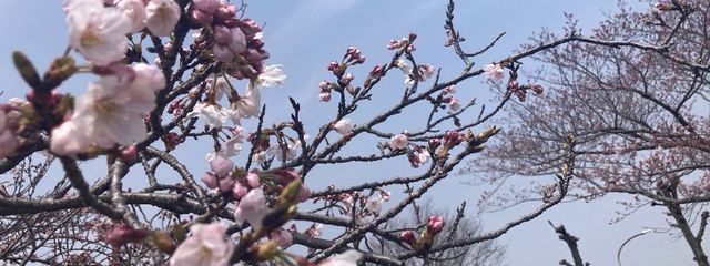 年越しにエナドリこぼした。さんの壁紙画像