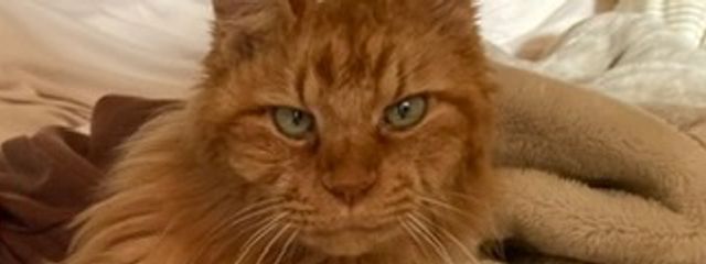 緑茶さんの壁紙画像