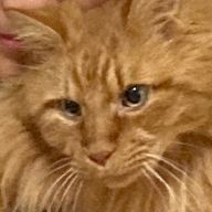 緑茶さんのアイコン画像