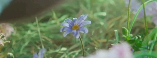 이심채_isfp🥀✨GWさんの壁紙画像