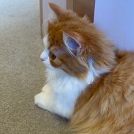 なべちゃ2さんのアイコン画像