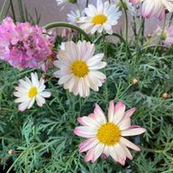 ほーほさんのアイコン画像