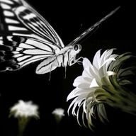 雪石 葉瑠夜さんのアイコン画像