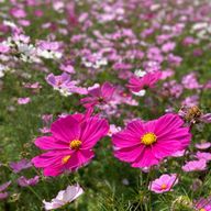 izuminさんのアイコン画像