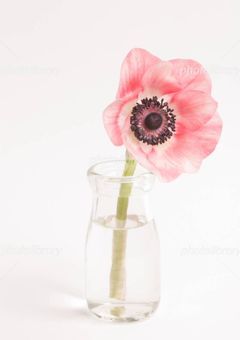 いつかその笑顔が俺にむくことを願って【桃】