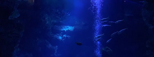 あえい魚さんの壁紙画像