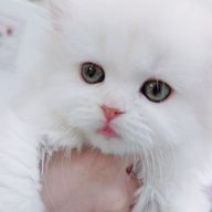 るなしゃんさんのアイコン画像