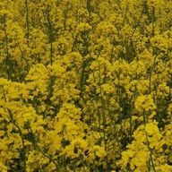 YMNさんのアイコン画像