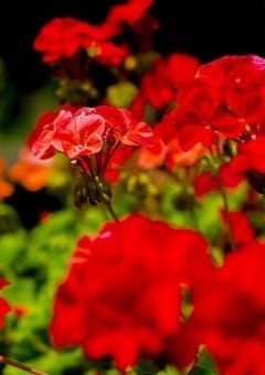 ヤギと赤いゼラニウム