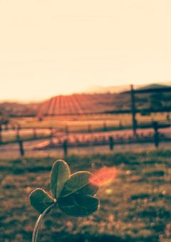 伝えきれない程のありがとうを君へ　~𝓜𝓮𝓻𝓬𝓲 𝓼𝓾𝓹𝓮𝓻𝓵𝓪𝓽𝓲𝓯~　