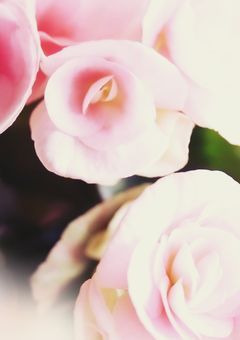 偽りの恋は、期間限定のはずだった。