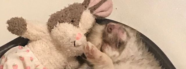Momonkeyさんの壁紙画像