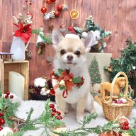 Momonkeyさんのアイコン画像