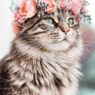 莉奈さんのアイコン画像