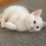 Ｓさんのアイコン画像