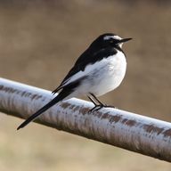 せきれい🐦さんのアイコン画像