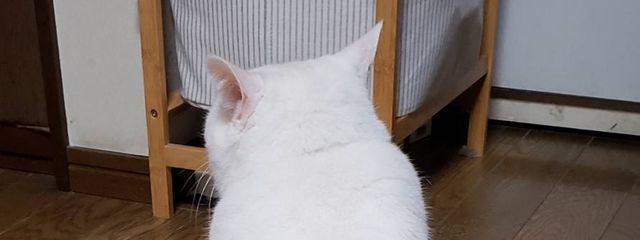 ◇ほのお◇サブ垢さんの壁紙画像