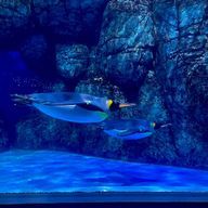 SRさんのアイコン画像