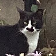 スイカの皮さんのアイコン画像