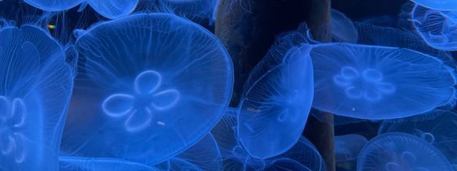 ぷかぷかくらげさんの壁紙画像