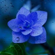 ラノアさんのアイコン画像