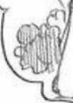 吸血鬼達の好むﾒｽ