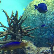 ぽぽキキさんのアイコン画像