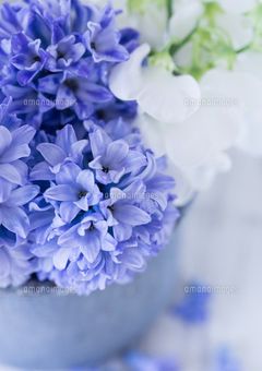 【東方Project】君に気づかれるその日まで、片想いを。