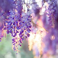 Flowerさんのアイコン画像