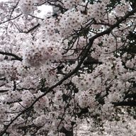 ホークアイさんのアイコン画像